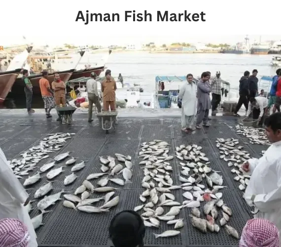 Ajman Fish Market