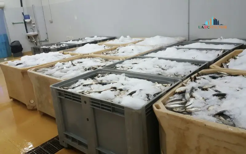 Al Karama Fish Market