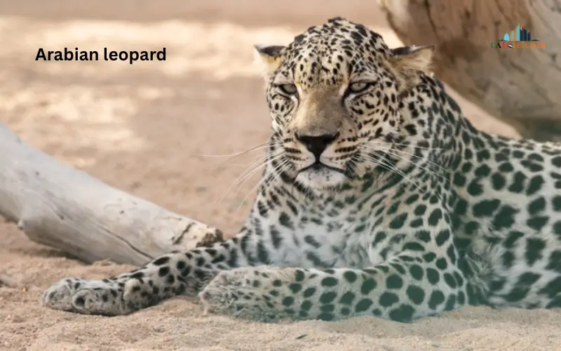 Arabian leopard