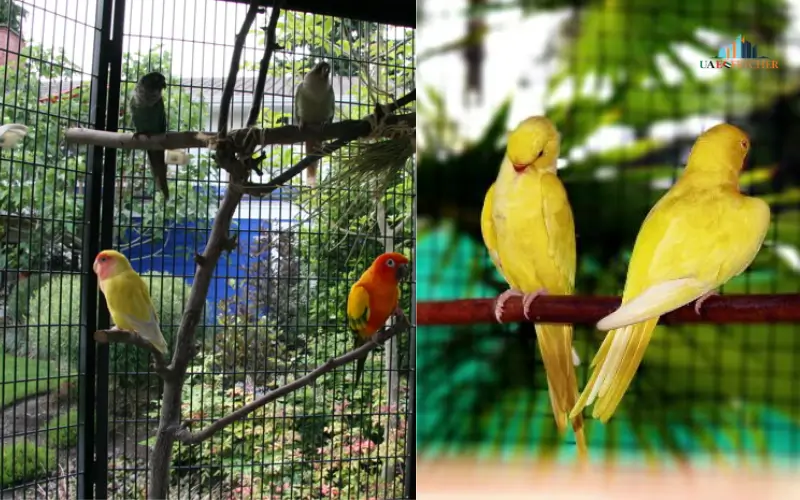 Bird Aviary in Arabia’s Wildlife Centre