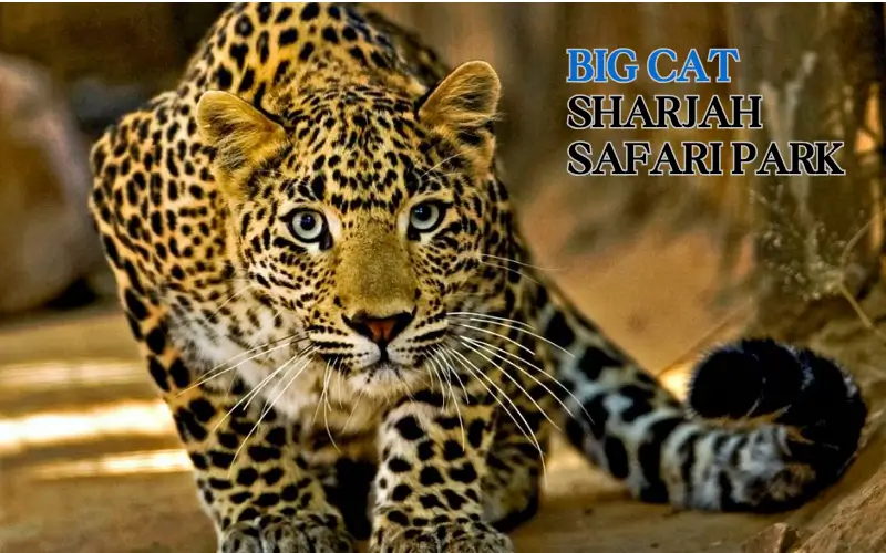 Big Cats Sharjah Safari Park